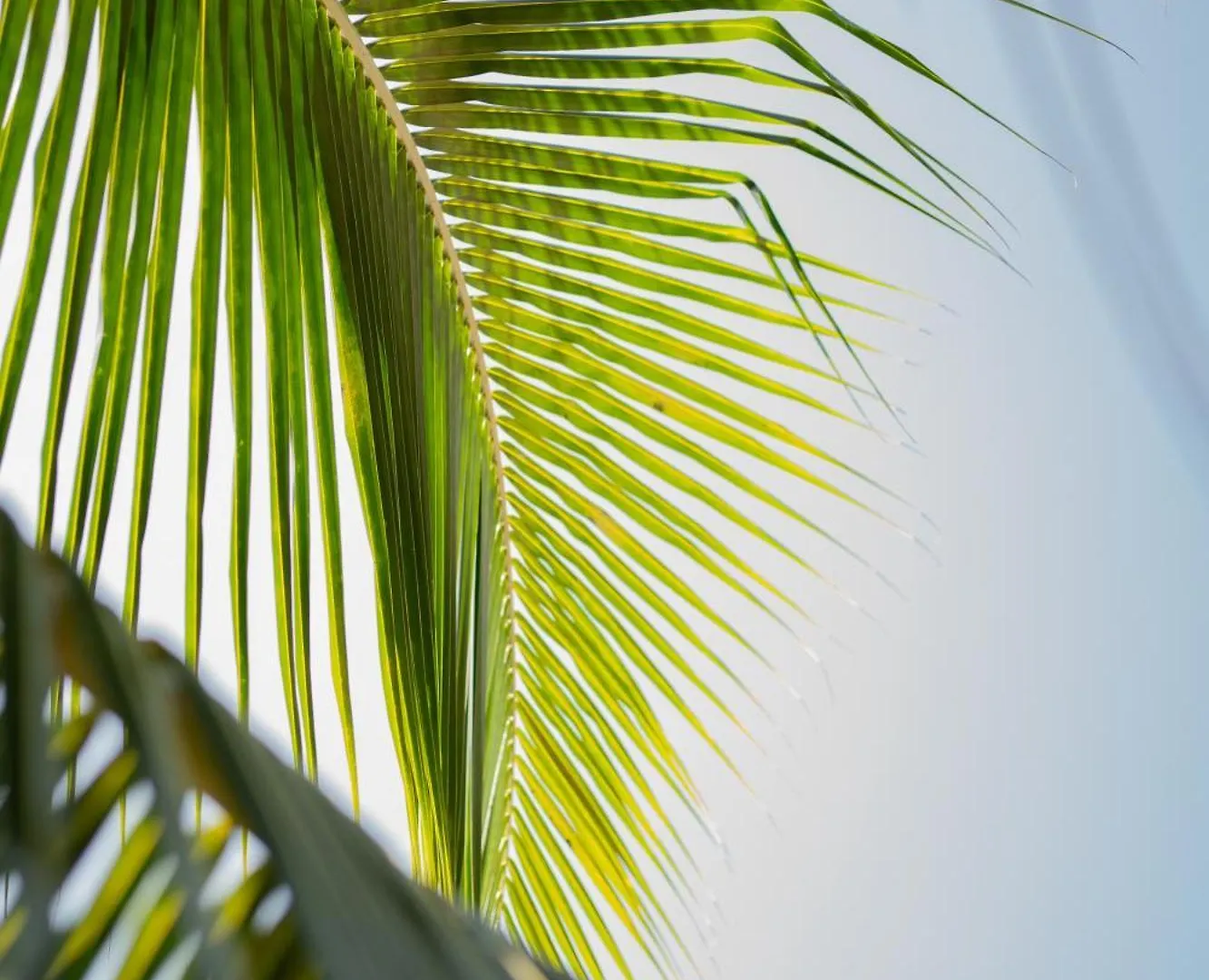 Sirenas Caribbean Rooms Holbox Hotel Isla Holbox